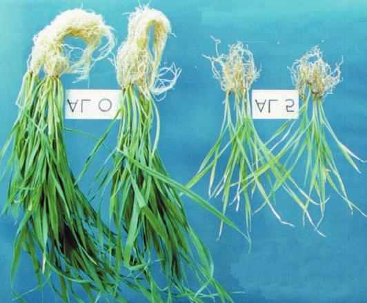 BARLEY YELLOW OLD LEAVES 44 Aluminium toxicity No specific plant symptoms. Mainly affects root growth, producing short stubby roots.