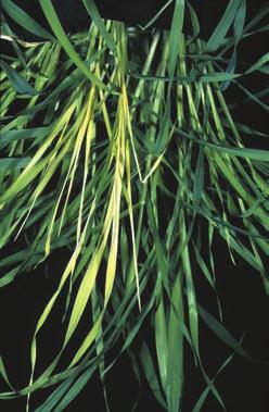 BARLEY YELLOW WHOLE PLANT 46 Sulphur deficiency Crops grow poorly, lack vigour and mature more slowly; reduced tillering, low grain yields and protein.