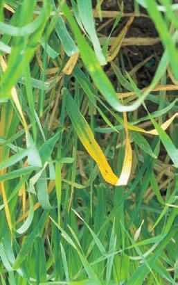 Barley yellow dwarf virus, produces similar symptoms to iron deficiency. Often occurs in small patches of the crop.