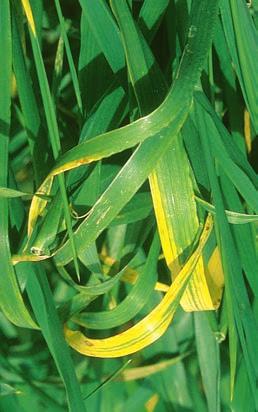 Plants may be stunted and heads sterile. Similar Symptoms Iron deficiency yellowing between leaf veins.
