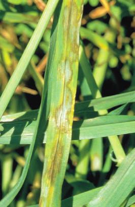 BARLEY SPOTS 56 Barley scald, produces similar symptoms to zinc deficiency.