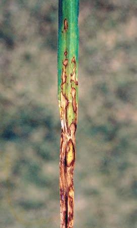 Grass control herbicide damage, produces similar symptoms to early