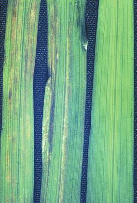 BARLEY SPOTS 60 Manganese toxicity Grey flecks or either yellow or brown spots develop on leaves.