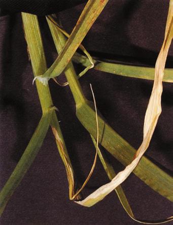 Calcium deficiency Plants are stunted with short, stout fanshaped stems and dark green leaves.