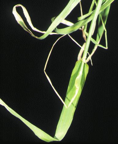 BARLEY LEAVES DEFORMED 62 Copper deficiency Barley is relatively susceptible.
