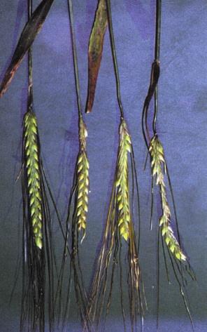 BARLEY HEADS DEFORMED 68 Frost, produces similar symptoms to copper deficiency.