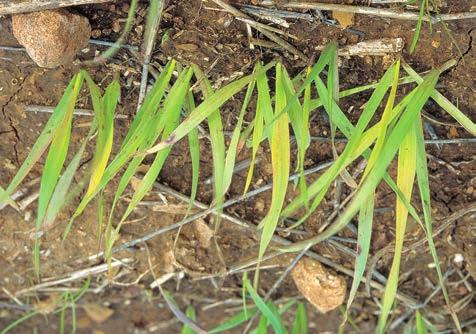 OATS YELLOW OLD LEAVES 70 Cereal cyst nematode (CCN), produces similar symptoms to nitrogen deficiency.