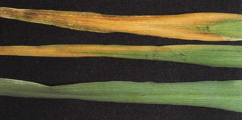 OATS Salt toxicity YELLOW OLD LEAVES 72 Plants become stunted, turning dull, bluish yellow-green; many tillers die.
