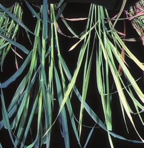 Magnesium deficiency Stunted plants with pale green foliage which often develops orange-purple colours; tillering greatly reduced in young plants and tillers can die before producing heads.