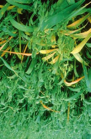 OATS STRIPES 78 Barley yellow dwarf virus, produces similar symptoms to iron deficiency.
