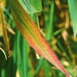 Yellow stripes often develop on leaves. Leaves become bronzed in some varieties. White sterile florets. Symptoms often occur in patches.