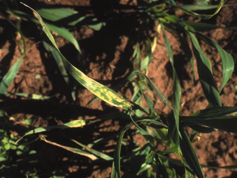 Diflufenican herbicide damage, produces similar symptoms to manganese deficiency. Light green (bleached) spots on leaves. White-yellow spots/bands may develop soon after application.