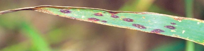 OATS SPOTS 86 Septoria blotch, produces similar symptoms to manganese deficiency. Small, dark brown to purple, oval or elongated spots develop on leaves.