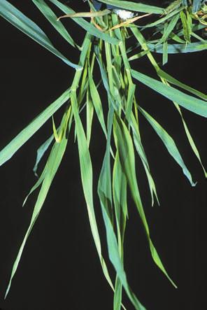 Calcium deficiency Plants are stunted with short, dark green stems and leaves; many tillers die before producing heads; if severe, whole plants can die.