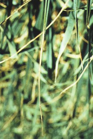 OATS LEAVES DEFORMED 88 Copper deficiency Crops have a patchy appearance, with plants in poor areas stunted, pale green and appear limp or wilted; late tillers may develop at nodes or joints above