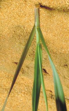 Stems are usually pale green, but often develop red stripes in cold
