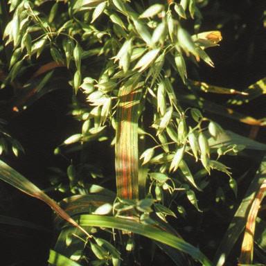 OATS REDDENING/PURPLING 94 Zinc deficiency Causes patchy growth with plants in poor areas stunted with pale green leaves and yellow or orange-red tips.