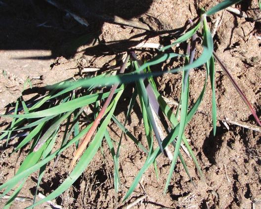 Similar Symptoms Barley yellow dwarf virus; severe phosphorus deficiency. Application of some herbicides may make the problem worse.