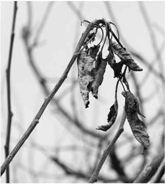 Dormant Timing Buds
