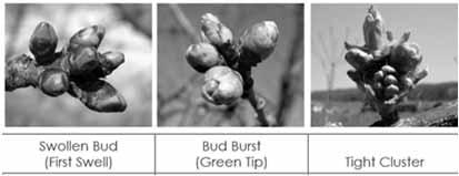 bud 1/2 green Pears: