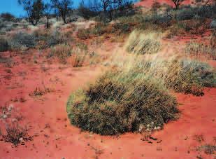 spinifex,