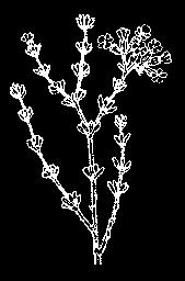 serpyllifolia