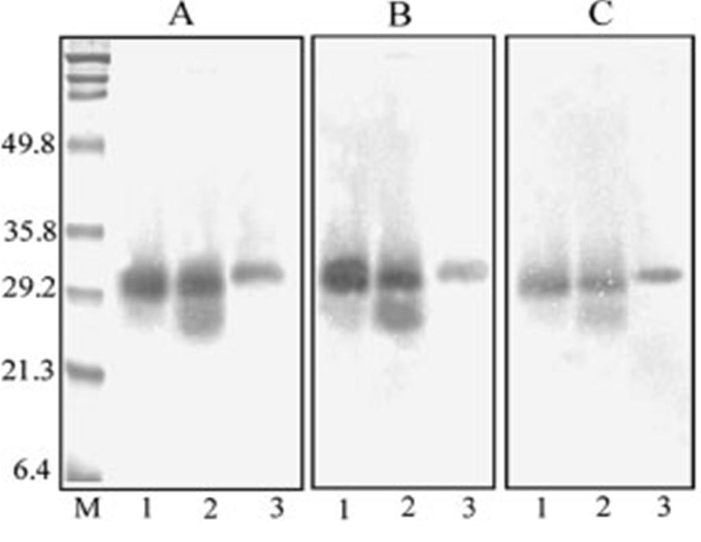 Chitinases reduced Chitinase activity Chitinolytic activity detection after SDS-PAGE of grape berries (1), wine (2) and pomegranate fruit