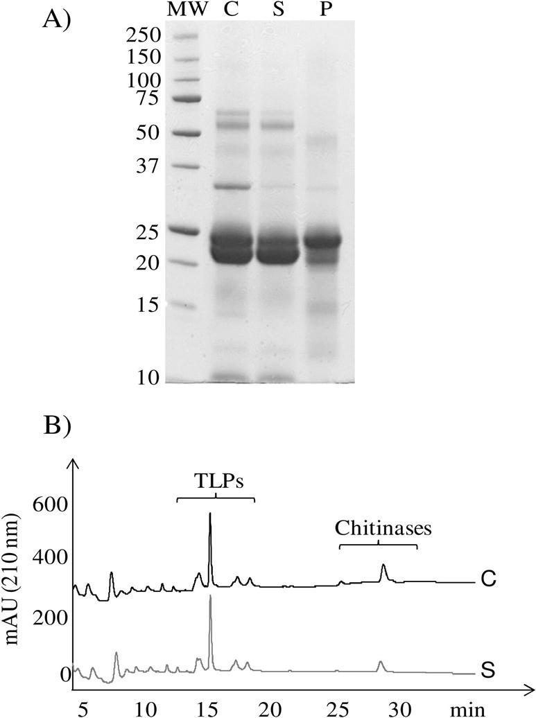 Haze formation at 30 C Chitinase TLP Effect of incubation at 30 C for 22 h on the protein composition of wine. (A) PAGE of proteins from Sauvignon blanc wine after 22 h at 30 C.