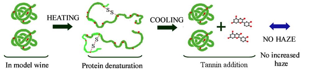 Effect of heating and reduction: Model (a) when proteins and tannins are heated together haze develops due to the interactions with the new binding sites exposed on the heat