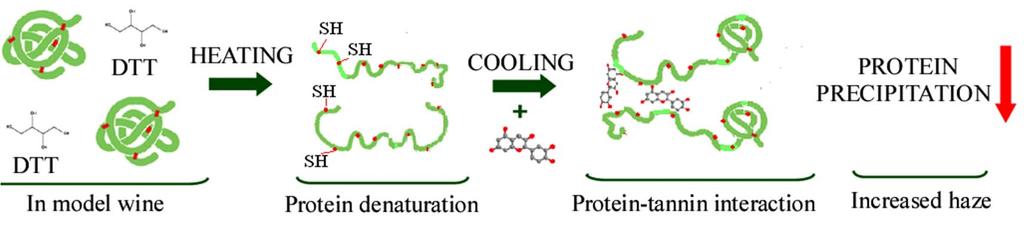 refolds during cooling (C) when proteins are pre-heated in the absence of tannins and in the presence of a reducing agent (DTT) protein can expose new binding sites; in this case