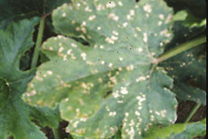 Symptoms on foliage of winter squash caused by the