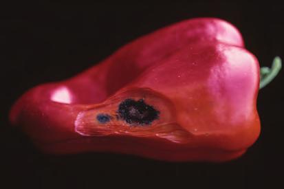 D-125 Pepper, Bacterial Spot - Leaf drop of pepper caused