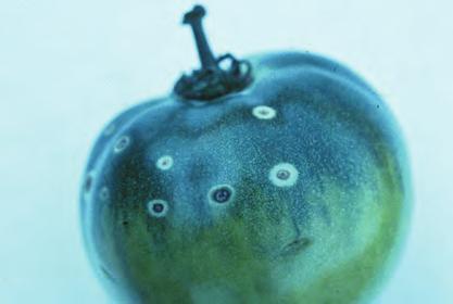 D-147 Tomato, Bacterial Canker - Bird s-eye lesions on ripe tomato