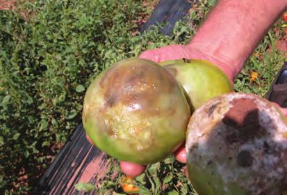 D-164 Tomato, Late Blight - Stem lesion caused by the