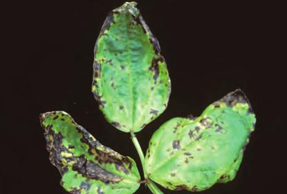 D-14 Bean, Phytophthora Blight - Crown rot and