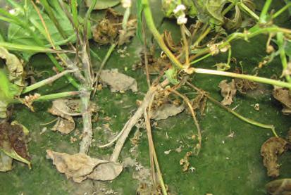 D-16 Bean, Rhizoctonia Root Rot - Root rot caused