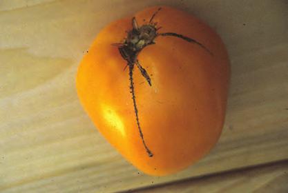 D-175 Tomato, Stitching - Fine cracks that callus over on tomato fruit