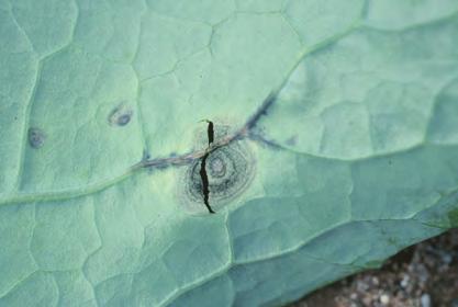 D-21 Beet, Phoma Leaf Spot - Symptoms of Phoma leaf spot