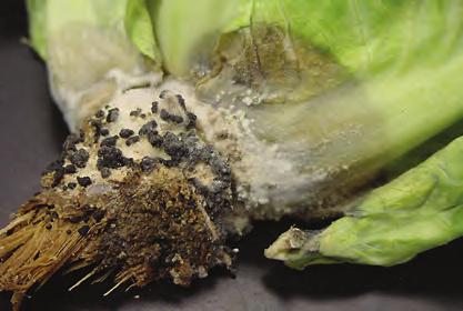 D-33 Brassicas, Downy Mildew - Symptoms of downy mildew caused