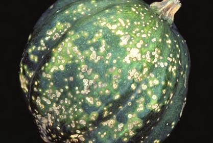 D-57 Cucurbits, Bacterial Wilt - Symptoms on cucumber