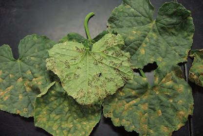 leaf. D-67 Cucurbits, Downy Mildew - Symptoms on watermelon caused