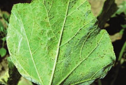 sporulation on leaf undersides caused by the oomycete
