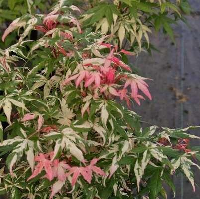 Acer palmatum 'Ilarian' Ilarian Japanese Maple A small, deciduous upright tree with tiny green leaves with dazzling pink and white
