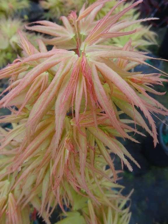 Acer palmatum 'Mayday' Mayday Japanese Maple A dwarf deciduous shrub with an irregular form and short internodes.