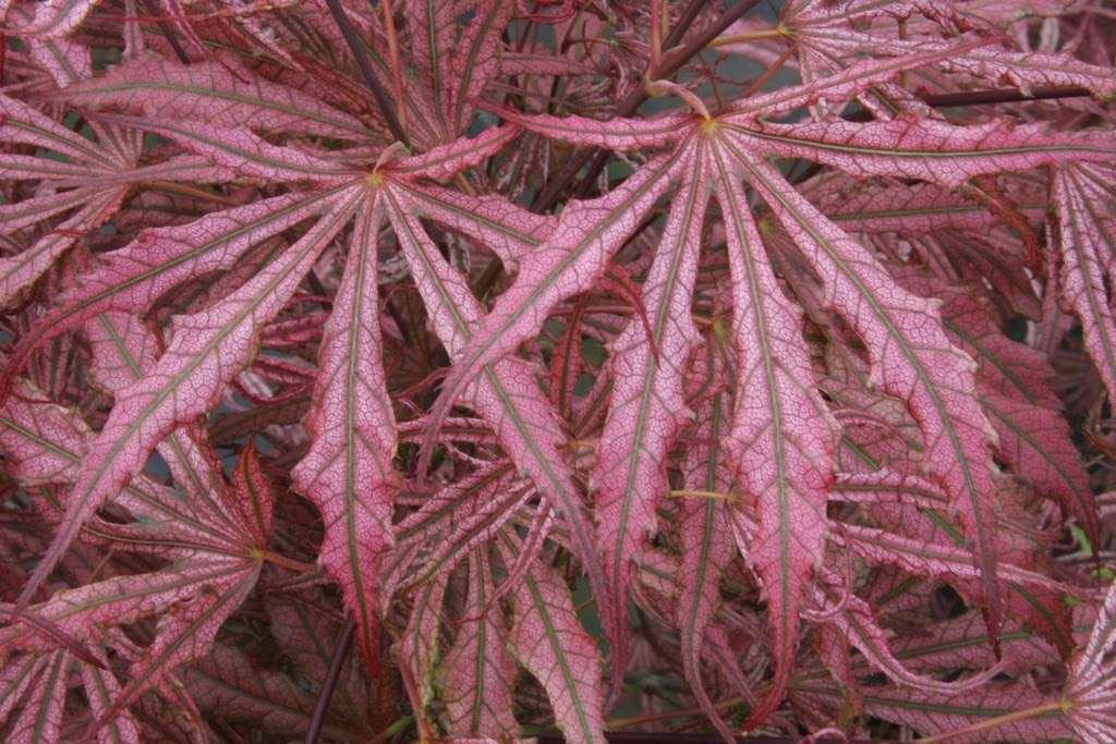 Acer palmatum 'Mikazuki' Mikazuki Japanese Maple Bushy, upright deciduous form having narrow-lobed leaves with lovely pink blush over white with green reticulation. Color holds well through summer.