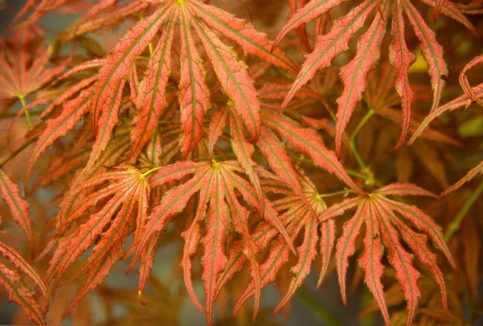Acer palmatum 'Orange Dream' Orange Dream Japanese Maple A bushy, upright deciduous tree.