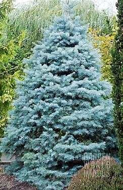Previous Abies concolor 'Blue Cloak' Blue Cloak White Fir A dense, semi-pendulous conifer with thin, soft-blue needles.