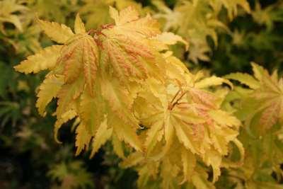 Acer shirasawanum 'Jordan' Jordan Full Moon Maple An upright deciduous tree with a full bushy form. Leaves are bright yellow (to yellow-green if grown in shade).