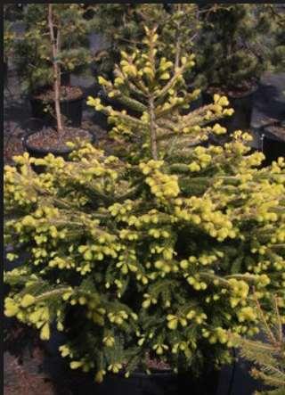 Picea abies 'Acro-yellow' Acro-yellow Norway Spruce A dwarf evergreen conifer with an irregular upright form. Needles are frosted with butter-yellow.
