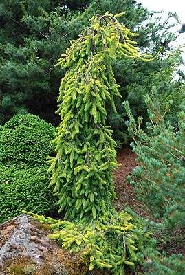 Picea abies 'Gold Drift' Gold Drift Norway Spruce A dwarf evergreen conifer with a weeping form.